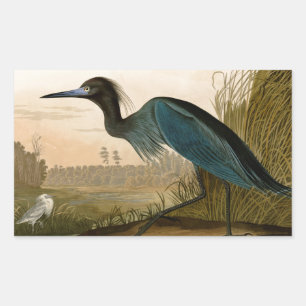 Sticker Rectangulaire Grue Bleue Heron Audubon Peinture