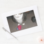 Sticker Rectangulaire Grumpy Fat Cat n'est pas amusé (Enveloppe)