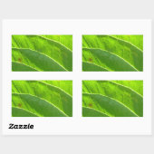 Sticker Rectangulaire Grünes Blatt, hübsche Blattrippen (Feuille)