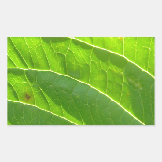 Sticker Rectangulaire Grünes Blatt, hübsche Blattrippen (Devant)