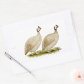 Sticker Rectangulaire Guineas Buff Dundotte Fowl (Enveloppe)