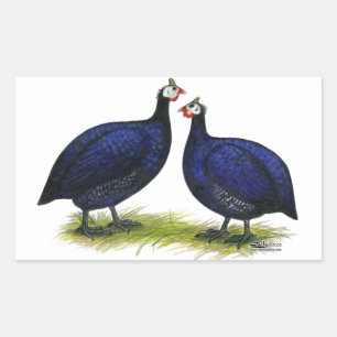 Sticker Rectangulaire Guineas Royal Purple Pair