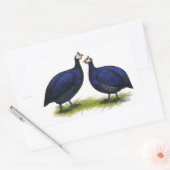 Sticker Rectangulaire Guineas Royal Purple Pair (Enveloppe)