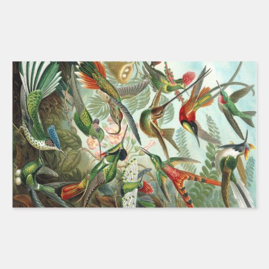 Sticker Rectangulaire Haeckel (Devant)