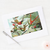 Sticker Rectangulaire Haeckel Hummingbirds (Enveloppe)