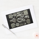 Sticker Rectangulaire Haeckel Négatif (Enveloppe)