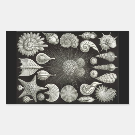 Sticker Rectangulaire Haeckel Négatif (Devant)