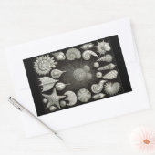 Sticker Rectangulaire Haeckel Négatif (Enveloppe)