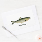 Sticker Rectangulaire Hareng de l'Atlantique (Enveloppe)
