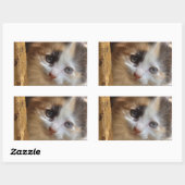 Sticker Rectangulaire Heterochromie Calico Kitten (Feuille)