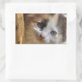 Sticker Rectangulaire Heterochromie Calico Kitten (Sac)