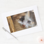 Sticker Rectangulaire Heterochromie Calico Kitten (Enveloppe)