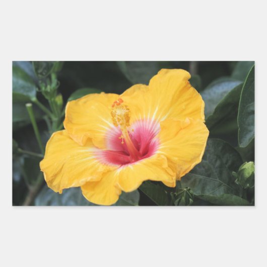 Sticker Rectangulaire hibiscus jaune (Devant)