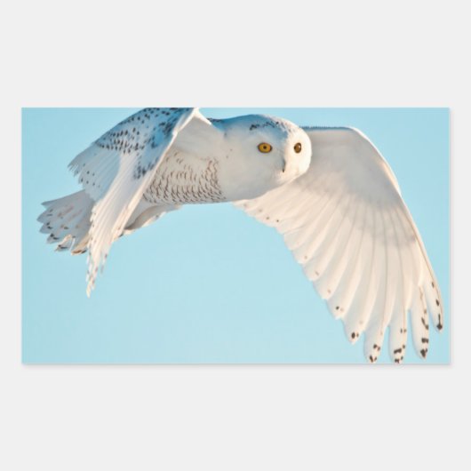 Sticker Rectangulaire Hibou des neiges en vol (Devant)