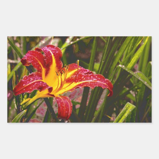 Sticker Rectangulaire Hier Lily Après La Pluie (Devant)