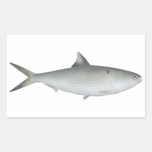 Sticker Rectangulaire Hilsa Shad (Devant)