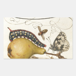 Sticker Rectangulaire Hoefnagel Vintage Poire & Insectes 1500 Renaissanc