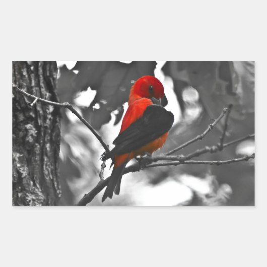 Sticker Rectangulaire Homme Scarlet Tanager (Devant)