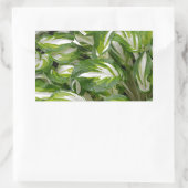 Sticker Rectangulaire Hosta feuille rayé vert et blanc (Sac)