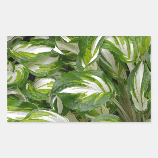 Sticker Rectangulaire Hosta feuille rayé vert et blanc (Devant)
