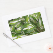 Sticker Rectangulaire Hosta feuille rayé vert et blanc (Enveloppe)