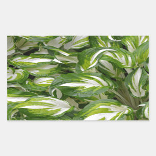 Sticker Rectangulaire Hosta feuille rayé vert et blanc