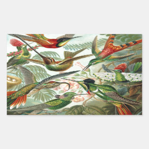 Sticker Rectangulaire Humming Birds Paradise Art
