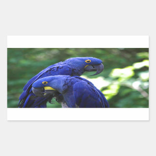Sticker Rectangulaire Hyacinth Macaws