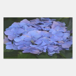 Sticker Rectangulaire Hydrangea macrophylla violette rustique