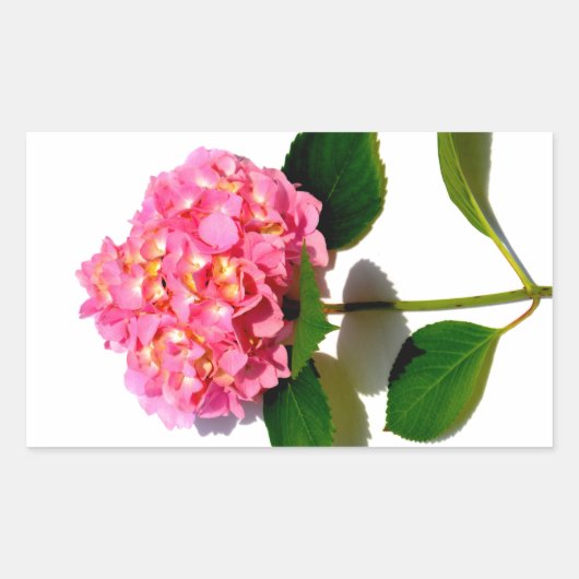 Sticker Rectangulaire Hydrangée rose rose fleur rose (Devant)