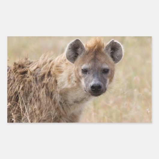 Sticker Rectangulaire Hyena (Devant)