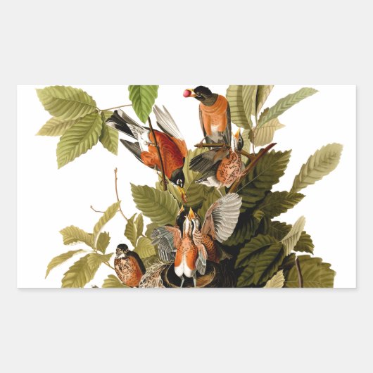 Sticker Rectangulaire Illustration Audubon American Robin Wildlife Bird (Devant)