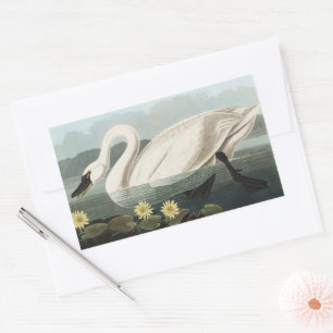 Sticker Rectangulaire Illustration d'audubon de nénuphar à cygne blanc v