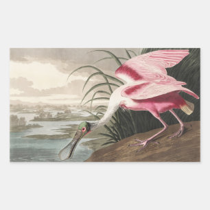Sticker Rectangulaire Illustration vintage d'Audubon de la Spatule rosée