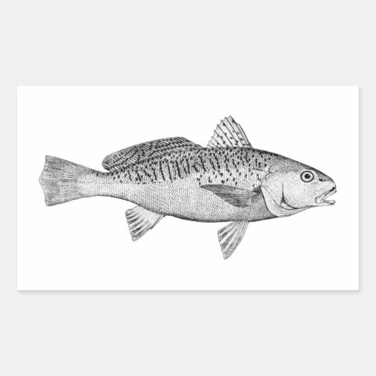 Sticker Rectangulaire Illustration Vintage de Atlantic Croaker (Devant)