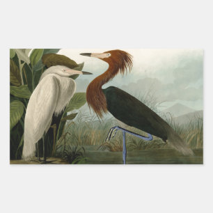 Sticker Rectangulaire Impression de Héron Pourpré d'Audubon : Art d'Oise