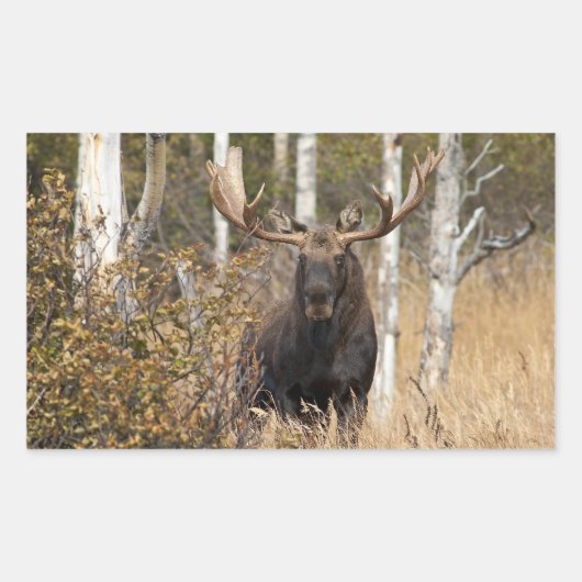 Sticker Rectangulaire Impressionnant orignal (Devant)