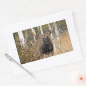 Sticker Rectangulaire Impressionnant orignal (Enveloppe)