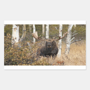 Sticker Rectangulaire Impressionnant orignal