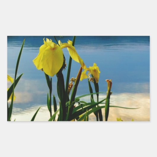 Sticker Rectangulaire Iris jaune à Lake Shore (Devant)