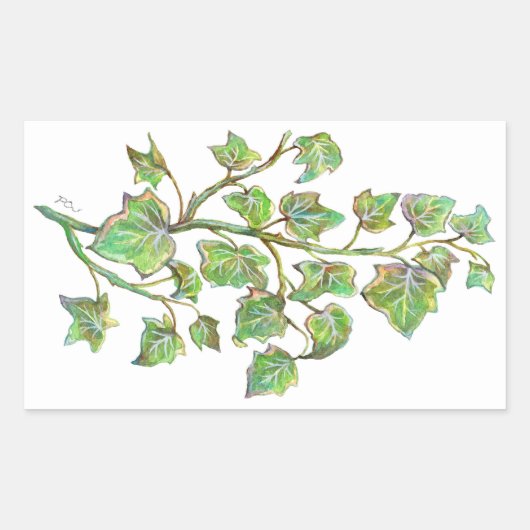 Sticker Rectangulaire Ivy anglais (Devant)
