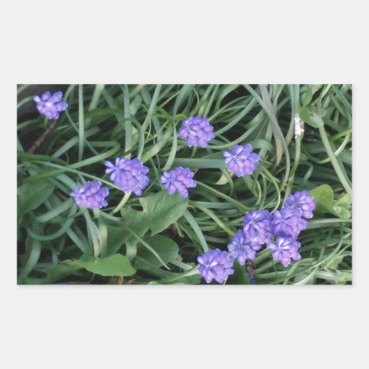 Sticker Rectangulaire jacinthe de raisin commun, fleur violet bleu, flor (Devant)