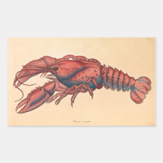 Sticker Rectangulaire James Sowerby Homard serbé (Devant)