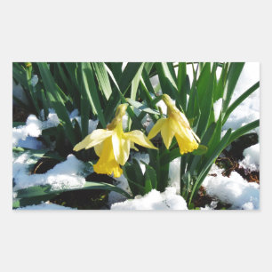 Sticker Rectangulaire Jaune Daffodils fleurs dans la neige