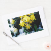 Sticker Rectangulaire Jaune Daffodils fleurs dans la neige (Enveloppe)