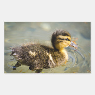 Sticker Rectangulaire Jeune bébé canard