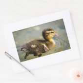 Sticker Rectangulaire Jeune bébé canard (Enveloppe)