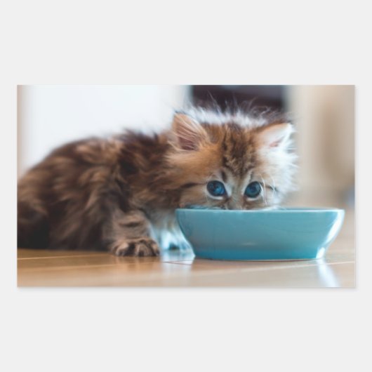 Sticker Rectangulaire Jeune Kitten perse (Devant)