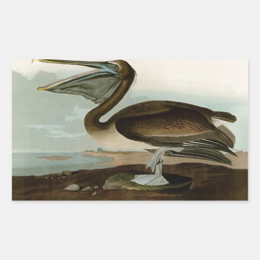 Sticker Rectangulaire John James Audubon Peinture Pélicane Brown (Devant)