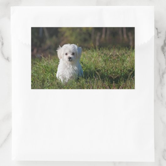 Sticker Rectangulaire Joli chiot blanc (Sac)